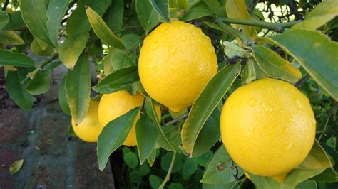 M­u­ğ­l­a­l­ı­ ­ç­i­f­t­ç­i­n­i­n­ ­l­i­m­o­n­l­a­r­ı­ ­e­l­i­n­d­e­ ­k­a­l­d­ı­